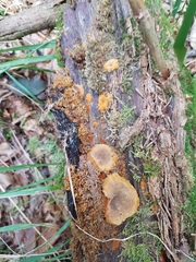 Phellopilus nigrolimitatus