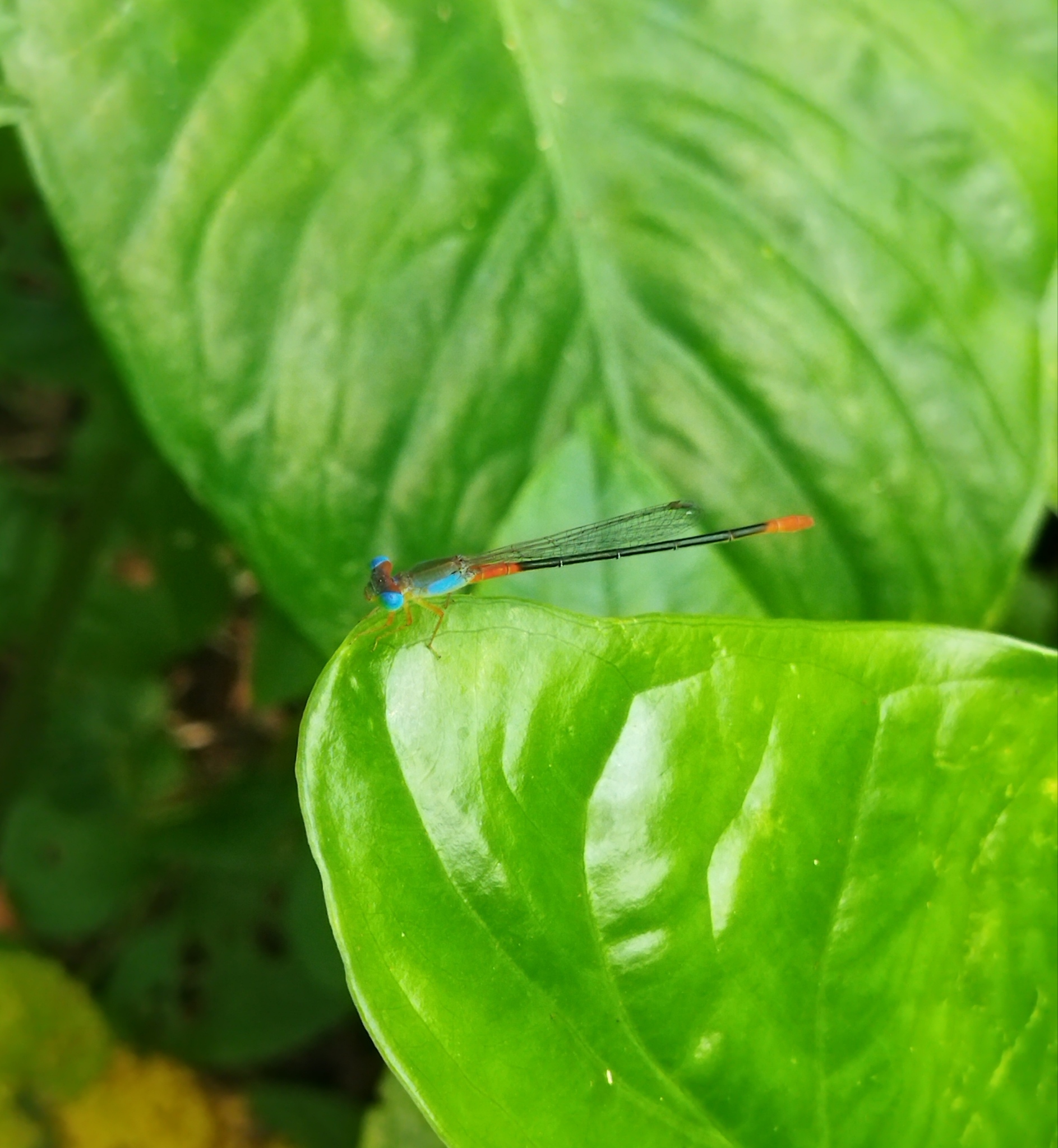 Orange-Tailed Marsh Dart