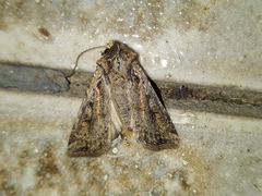 Noctuidae