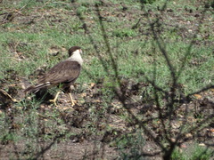 Caracara plancus