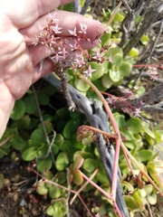 Crassula multicava multicava