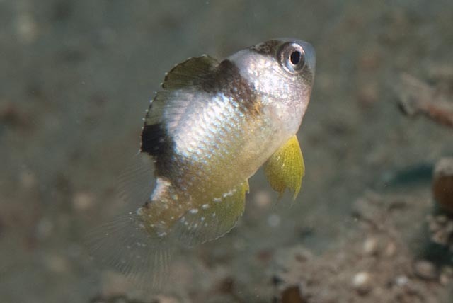 Black-banded Damsel