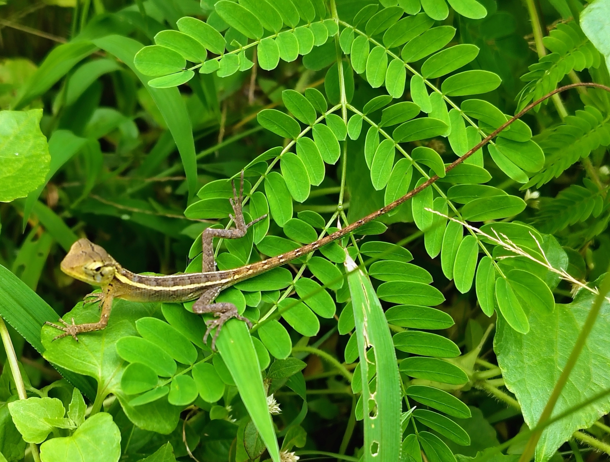 Oriental Garden Lizard