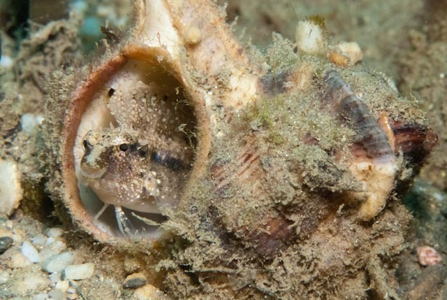 Bearded Sabretooth Blenny