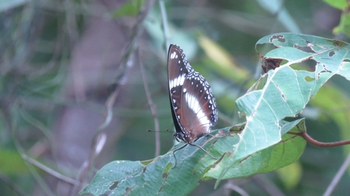Hypolimnas bolina