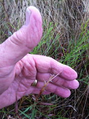 Bothriochloa saccharoides