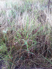 Bothriochloa saccharoides