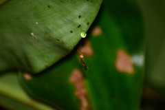 Kalobittacus ramosus