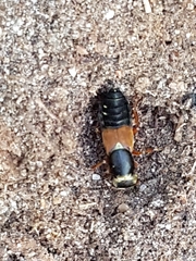 Staphylinus erythropterus