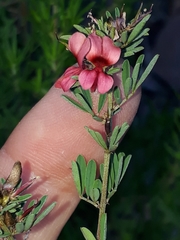 Indigofera stricta