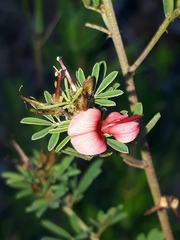 Indigofera stricta