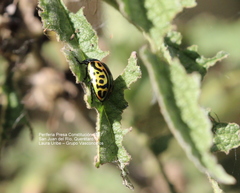 Calligrapha mexicana