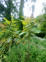 Bocconia frutescens