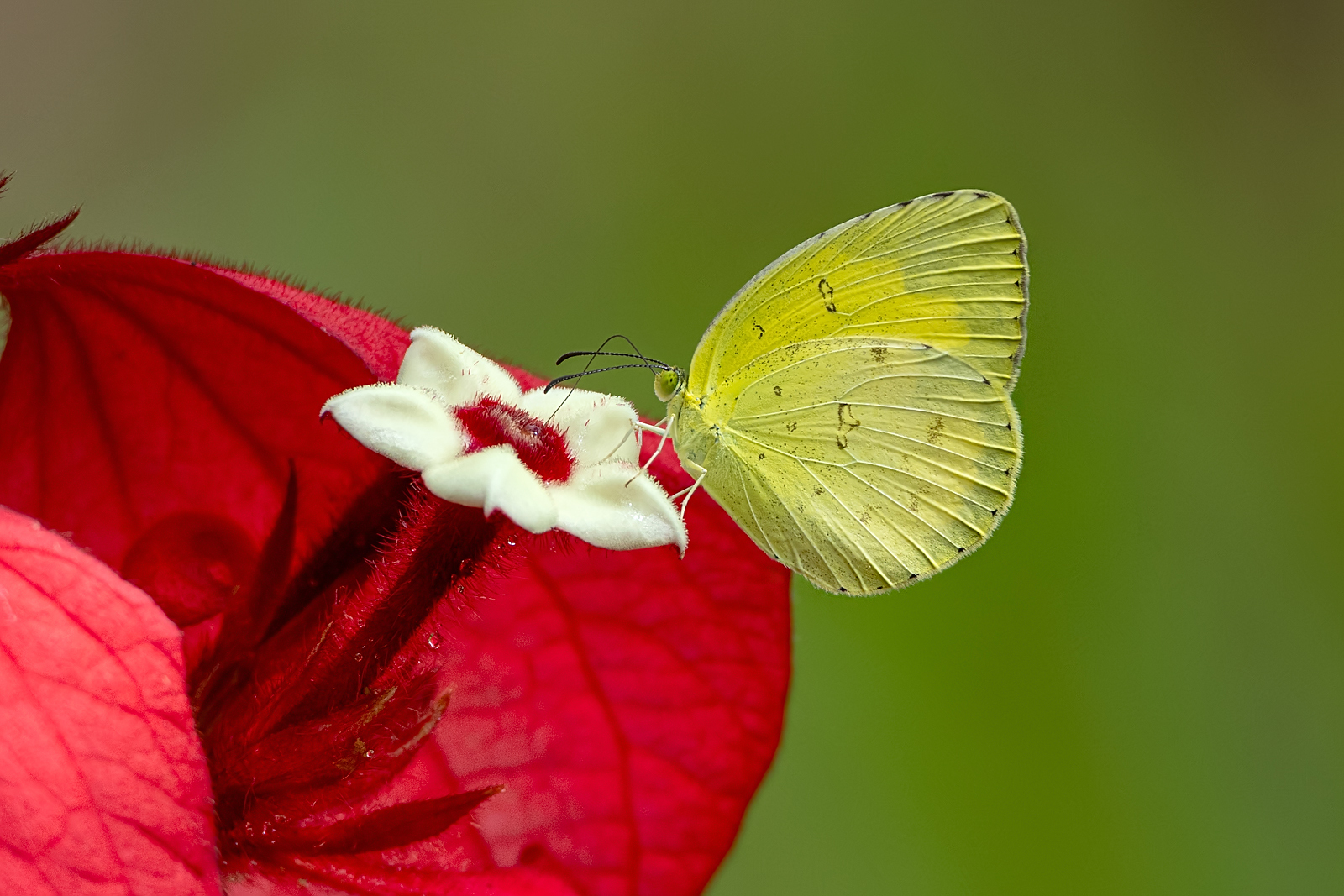 Common Grass Yellow