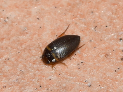 Copelatus
