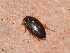 Copelatus