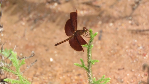 Neurothemis fluctuans