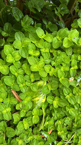 Pilea nummulariifolia observed 2025-06-16