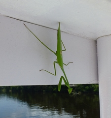 Stagmatoptera binotata