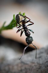 Dolichoderus rufotibialis