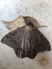 Ascalapha odorata