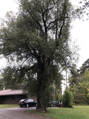 Cestrum salicifolium