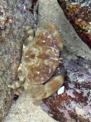 Macromedaeus crassimanus observed 2025-06-15