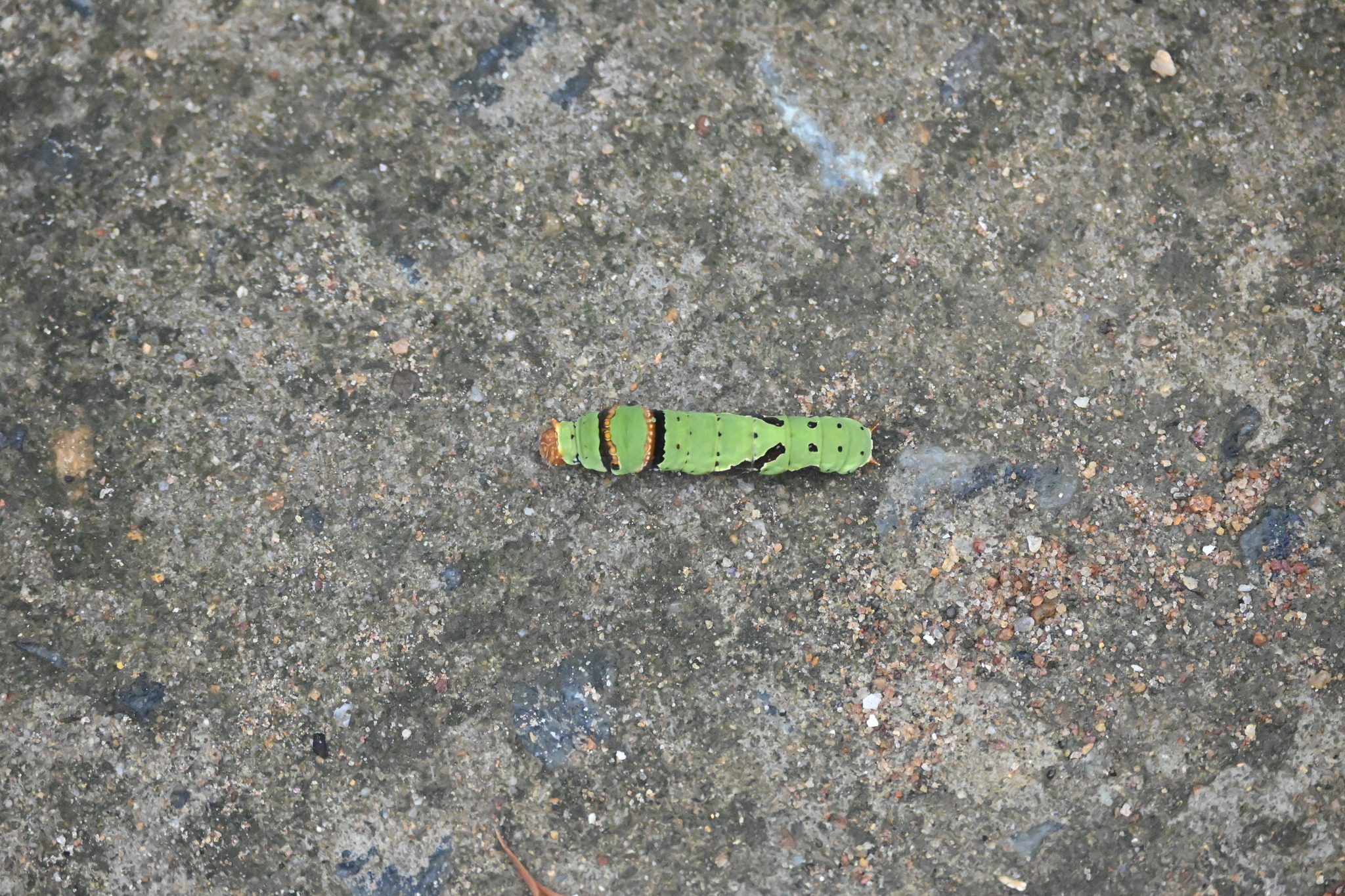 Lime Swallowtail