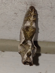 Dione vanillae