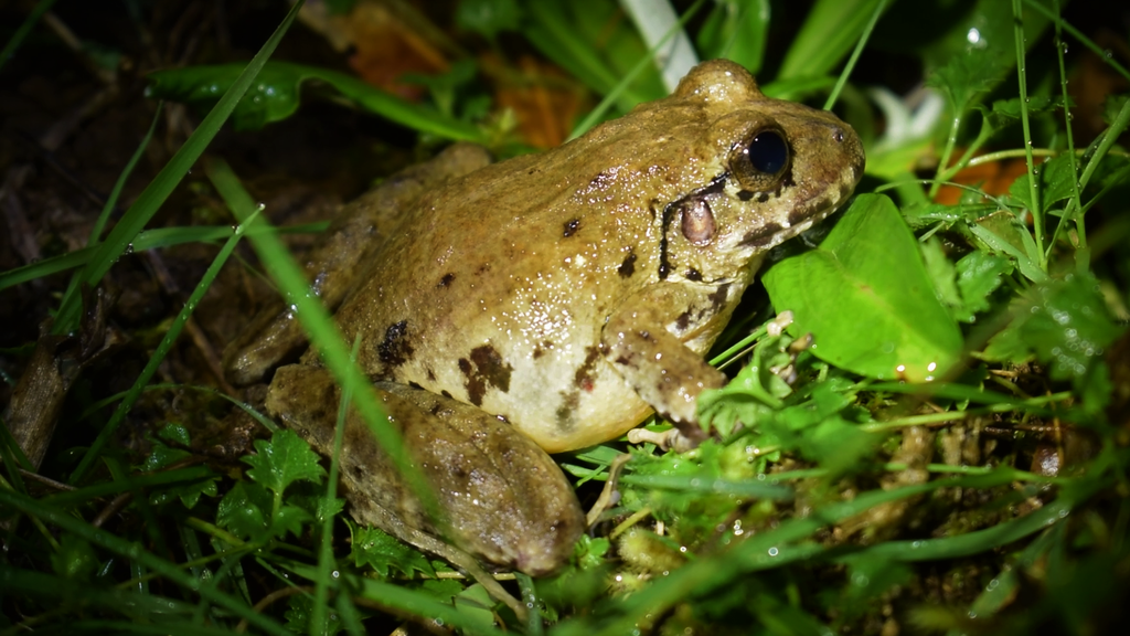 Heredia Robber Frog
