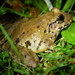 Heredia Robber Frog - Photo (c) Emmanuel Rodríguez Rojas, some rights reserved (CC BY-NC), uploaded by Emmanuel Rodríguez Rojas