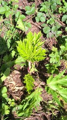 Heracleum mantegazzianum