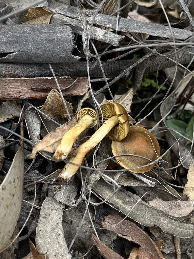 Cortinarius acutipapillatus · June 2025 · photo: © oqt (iNaturalist, cc-by)