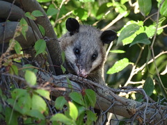 Didelphis virginiana