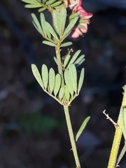Indigofera stricta