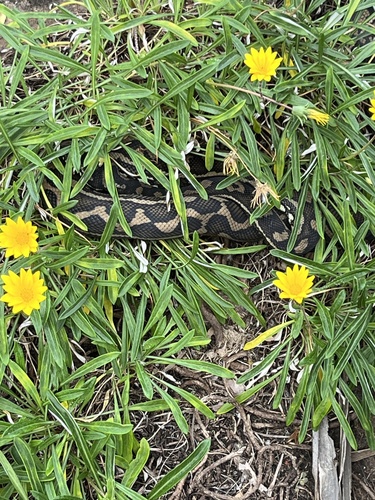 Coastal Carpet Python sighting