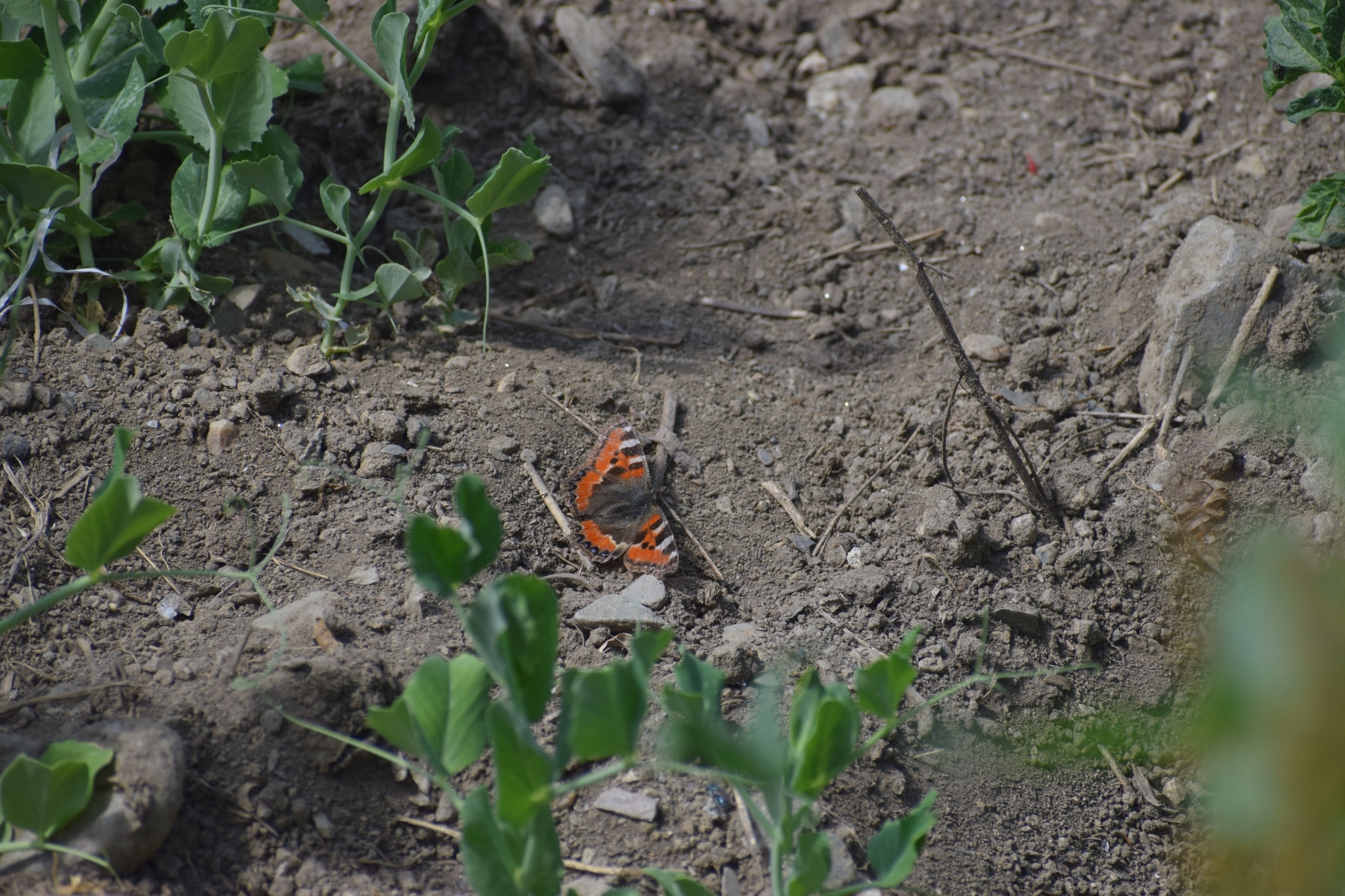 Mountain Tortoiseshell