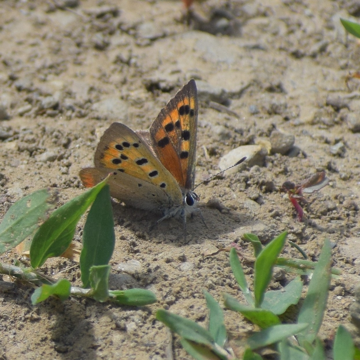 Common Copper