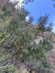 Isopogon dawsonii, photograph (c) Todd Huang, some rights reserved (CC BY)