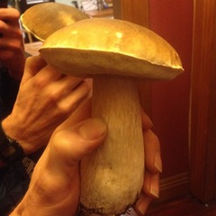 Boletus edulis