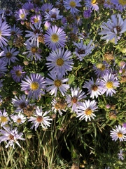 Symphyotrichum