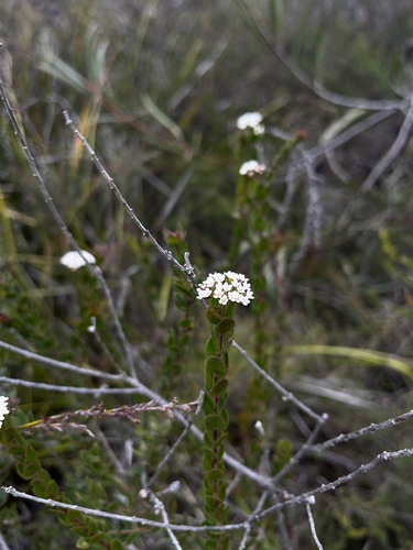 Platysace lanceolata observed 2025-06-07