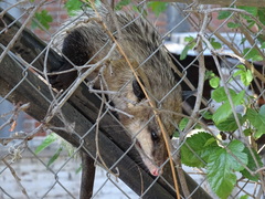 Didelphis virginiana