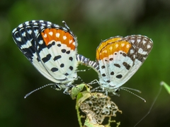 Talicada nyseus