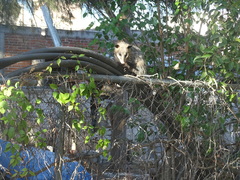 Didelphis virginiana