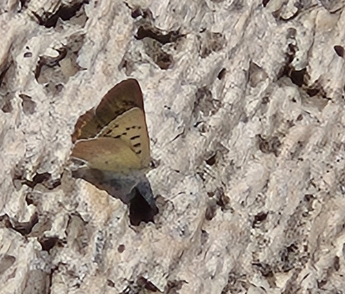 Lilac-bordered Copper photo 5