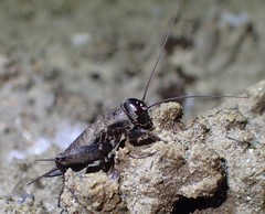 Melanogryllus desertus