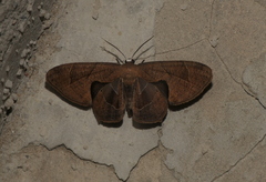 Uraniidae