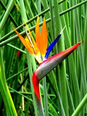 Strelitzia juncea