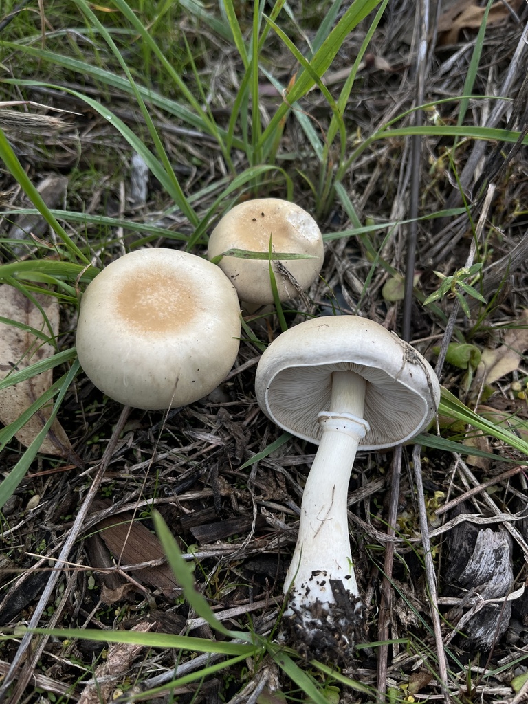 Leucocoprinus leucothites · June 2025 · photo: © oqt (iNaturalist, cc-by)